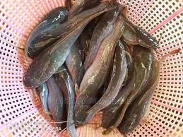 juveniles size catfish.
